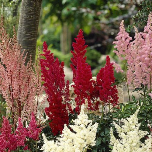 Astilbe Red