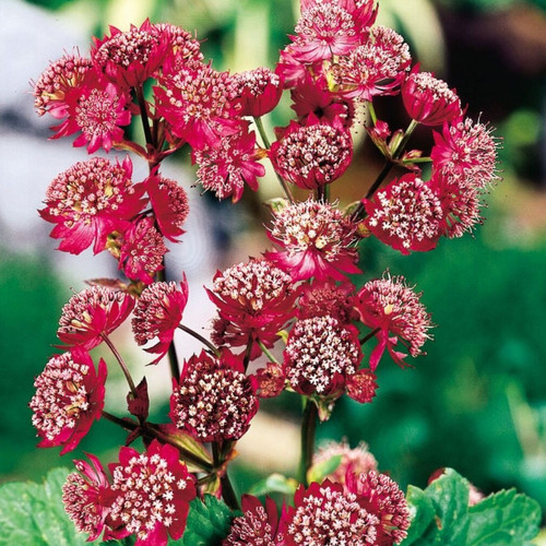 Astrantia maj. 'Rubra'