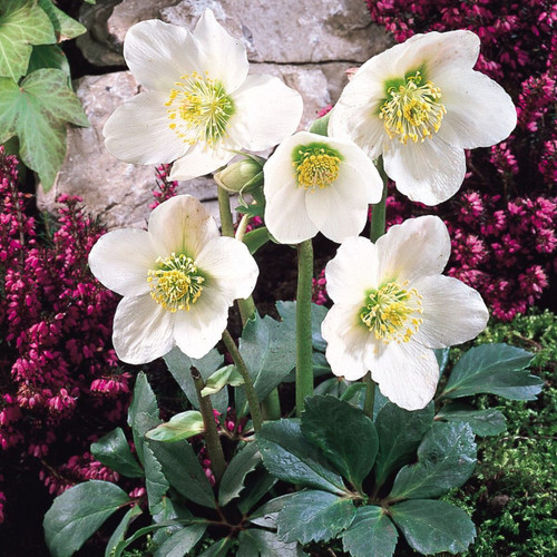 Helleborus niger
