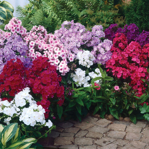 Phlox paniculata Mix