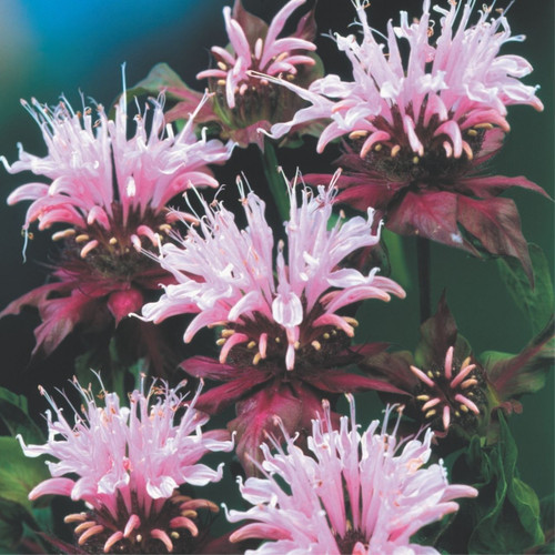Monarda 'Beauty of Cobham'