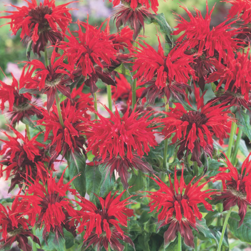 Monarda 'Cambridge Scarlet'
