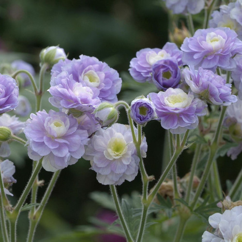 Geranium prat. 'Summer Skies'