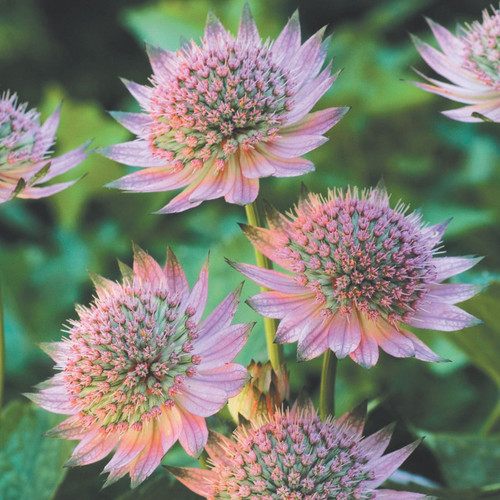 Astrantia maj. 'Florence'
