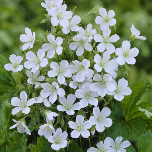 Geranium sang. 'Album'