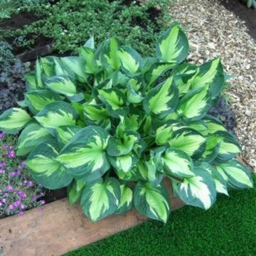 Hosta 'Whirlwind' U