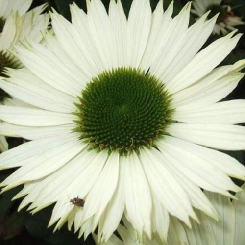 Echinacea p. 'Virgin'