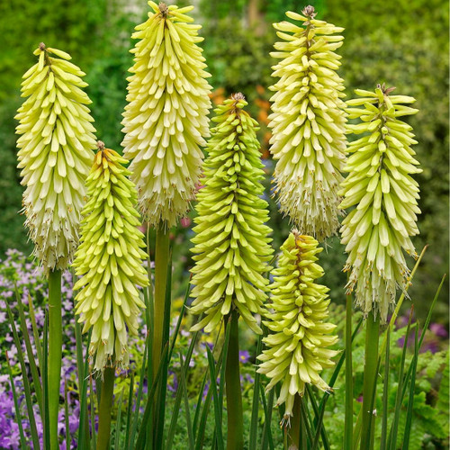 Kniphofia 'Ice Queen'