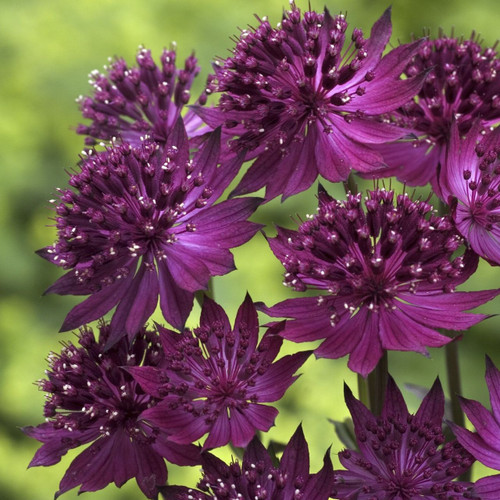 Astrantia maj. 'Venice'