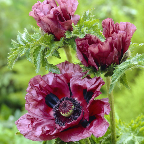 Papaver or. 'Patty's Plum'