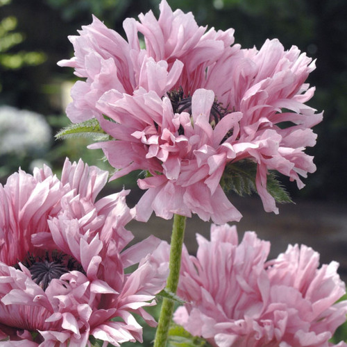 Papaver or. 'Ruffled Patty'