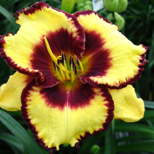 Hemerocallis 'Calico Jack'