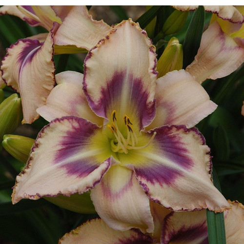 Hemerocallis 'Destined to See'