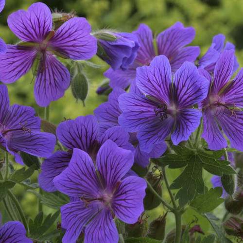 Geranium magnificum 'Rosemoor'