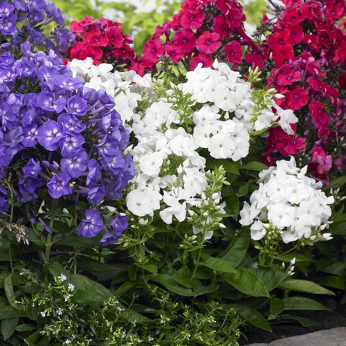 Phlox paniculata White
