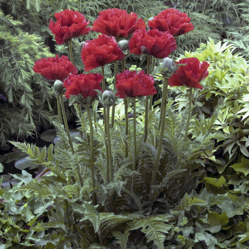 Papaver or. 'King Kong'