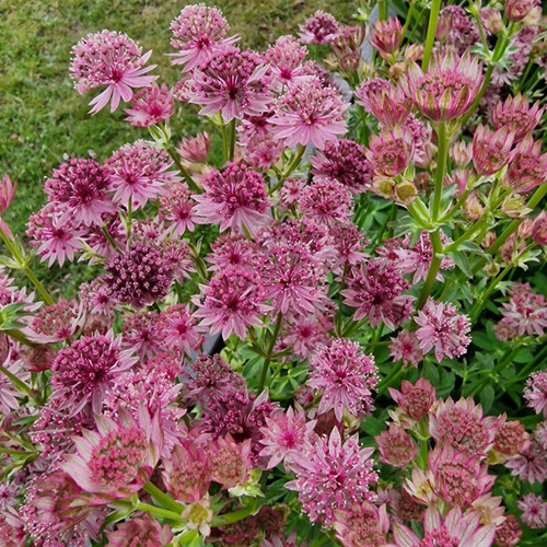 Astrantia maj. 'Roma'