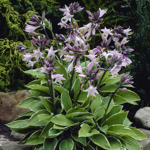 Hosta for. 'Francee' POP