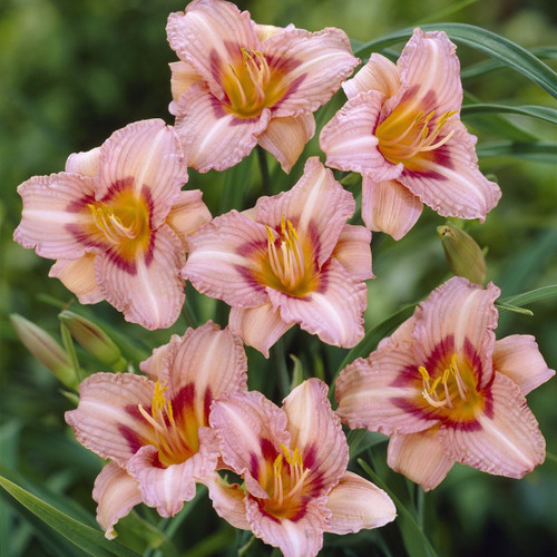 Hemerocallis 'Longfields Glory'