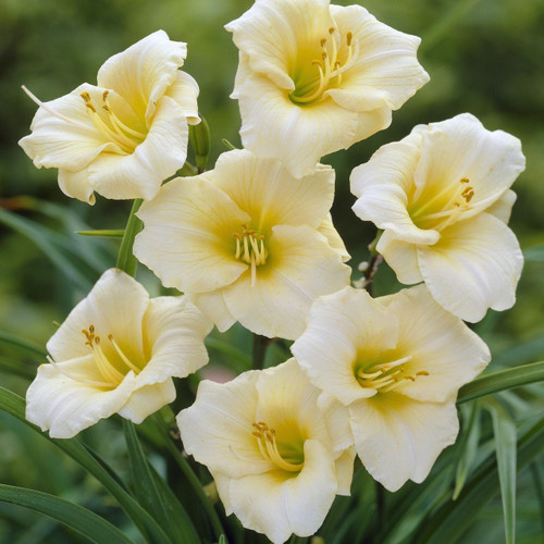 Hemerocallis 'Longfields Pearl'