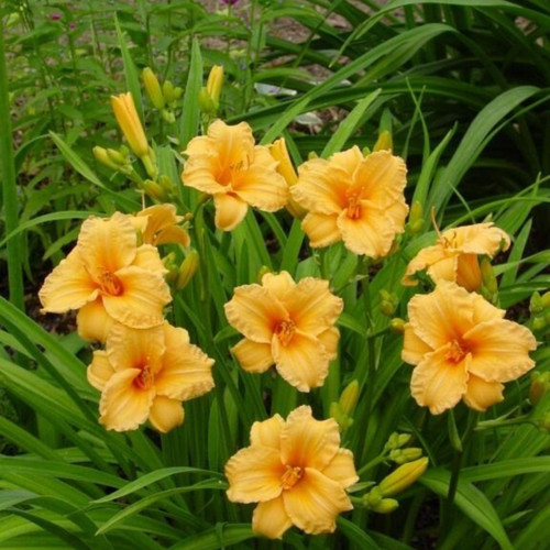 Hemerocallis 'Bertie Ferris'