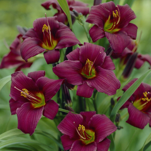 Hemerocallis 'Longfields Anwar'