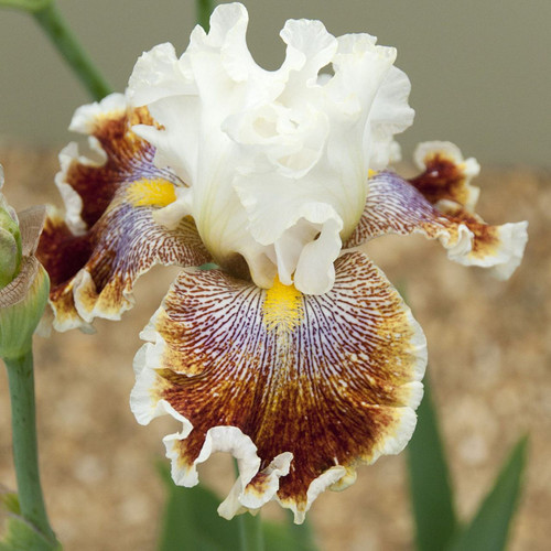 Iris (G) 'Wonder Never Cease'