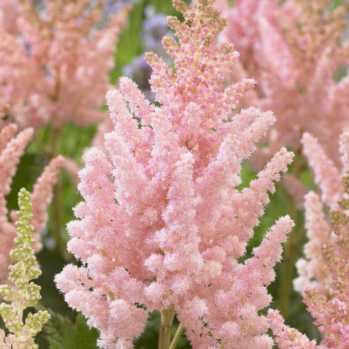 Astilbe c. 'Visions Inferno'