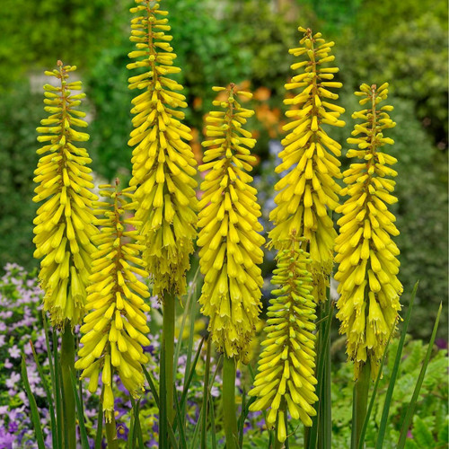 Kniphofia 'Sunningdale Yellow'
