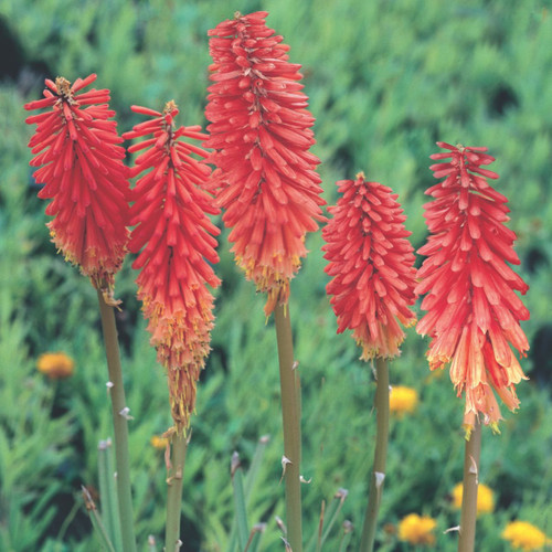 Kniphofia 'Nancy Red'