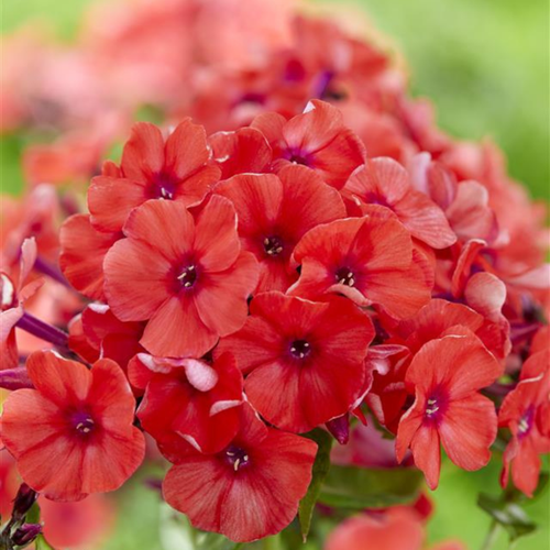 Phlox paniculata Orange Phlox paniculata Orange