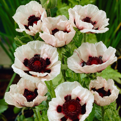 Papaver or. 'Royal Wedding'