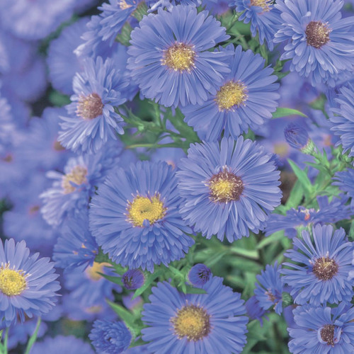 Aster novi-belgii Blue