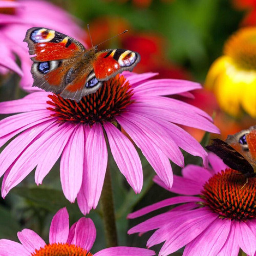 Echinacea p. Magnus