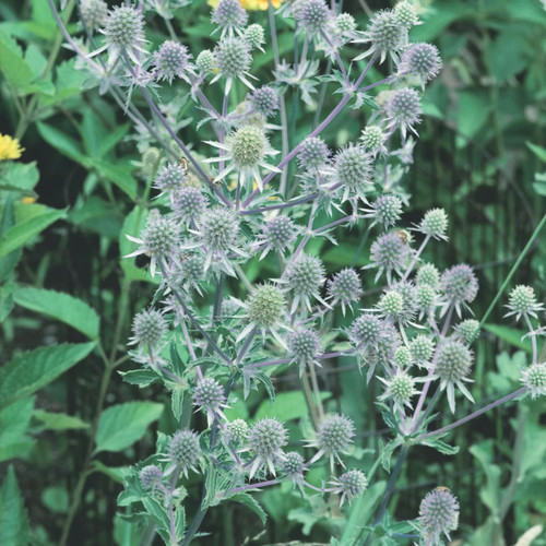 Eryngium plan. Silver Salentino