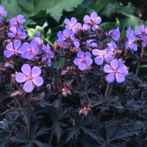 Geranium pratense 'Black Beauty'