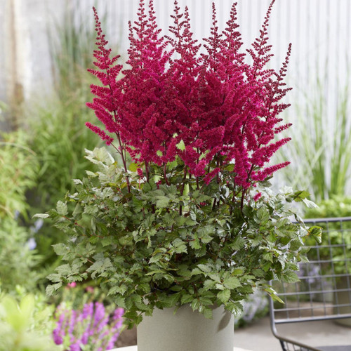 Astilbe c. Vision Vulcano