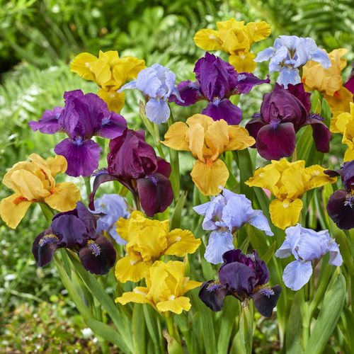 Iris (P) 'Demon'