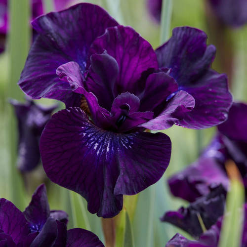 Iris sib. 'Purplelicious'