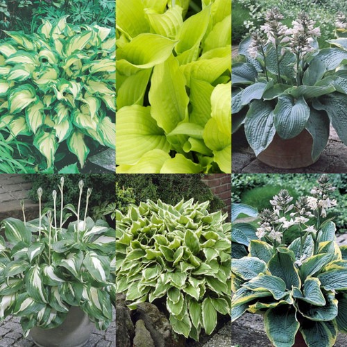 6 Hosta Collection A