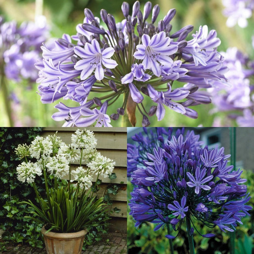 11 Agapanthus Collection
