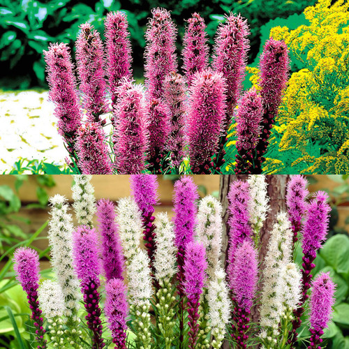 30 Liatris spicata Collection
