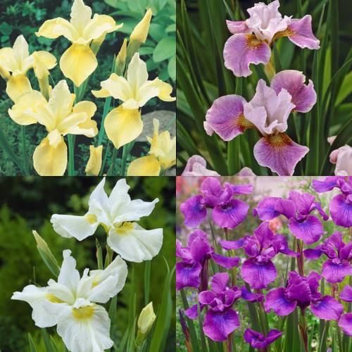 12 Iris sibirica collection popular