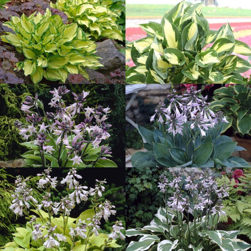 6 Hosta Collection Popular