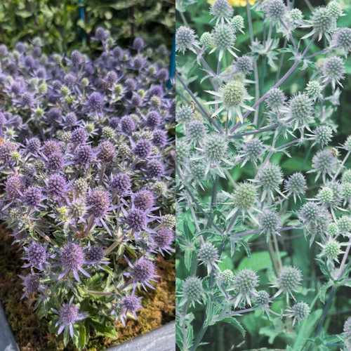 10 Eryngium planum Collection