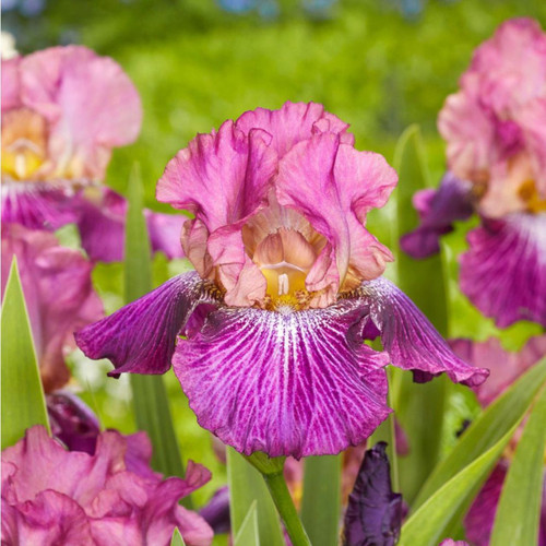 6 Iris (G) Collection C 6 Iris (G) Collection C