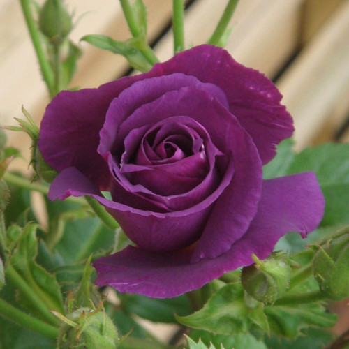 Rose Rhapsody in Blue (ROY 2003)