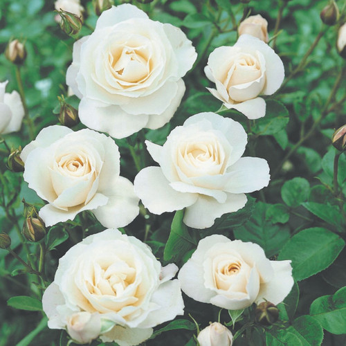 Rose Climbing Iceberg