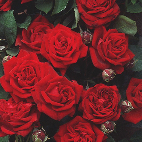 Rose Climbing Sympathie
