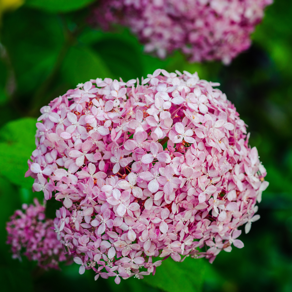 J.Parker's Ireland | Shop Flower Bulbs & Plants
